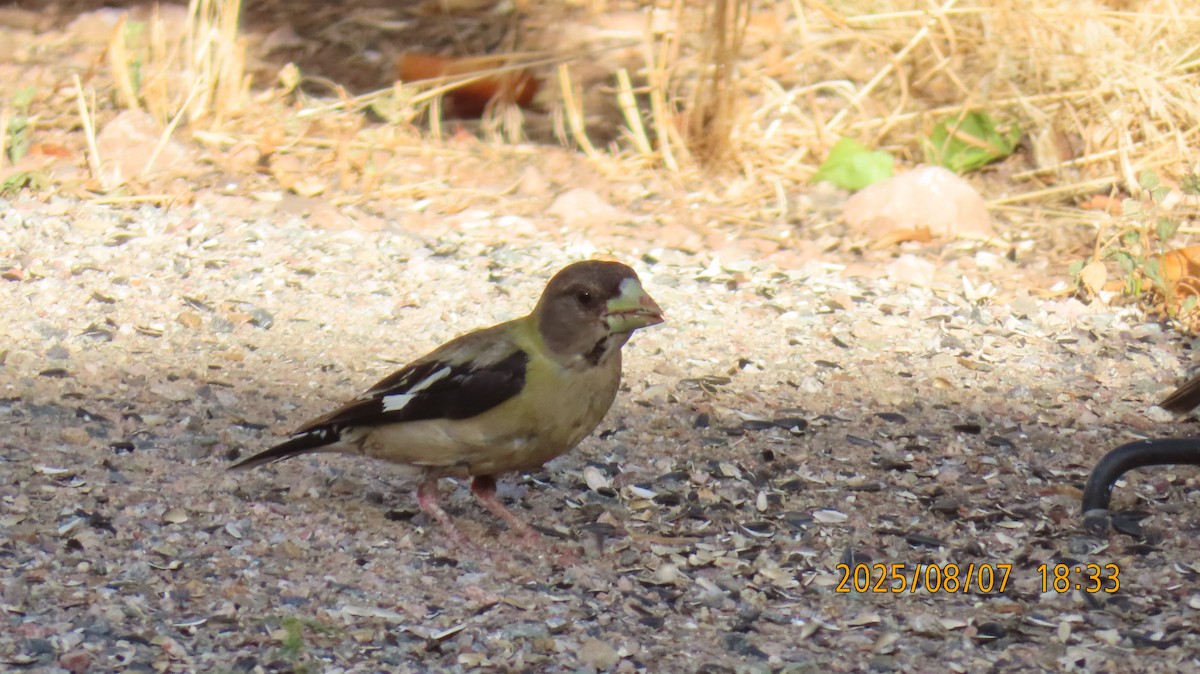 Evening Grosbeak - ML639973034