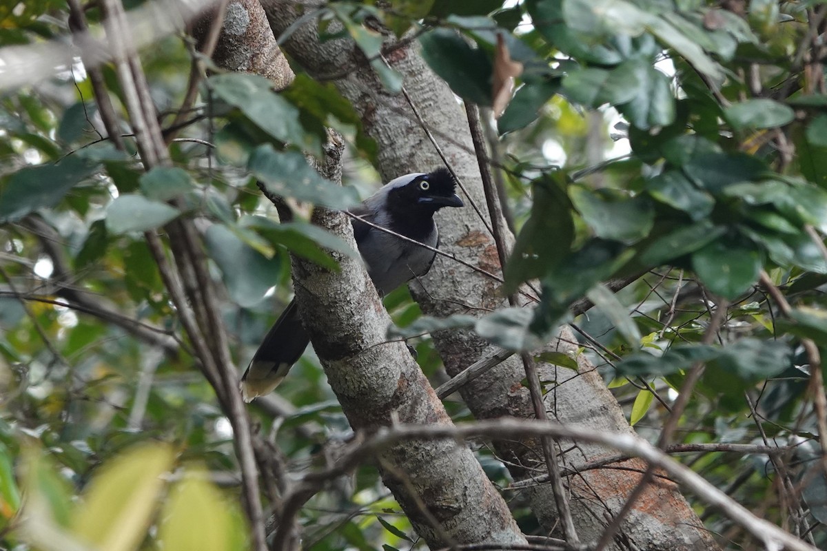 Azure-naped Jay (Campina) - ML639973092