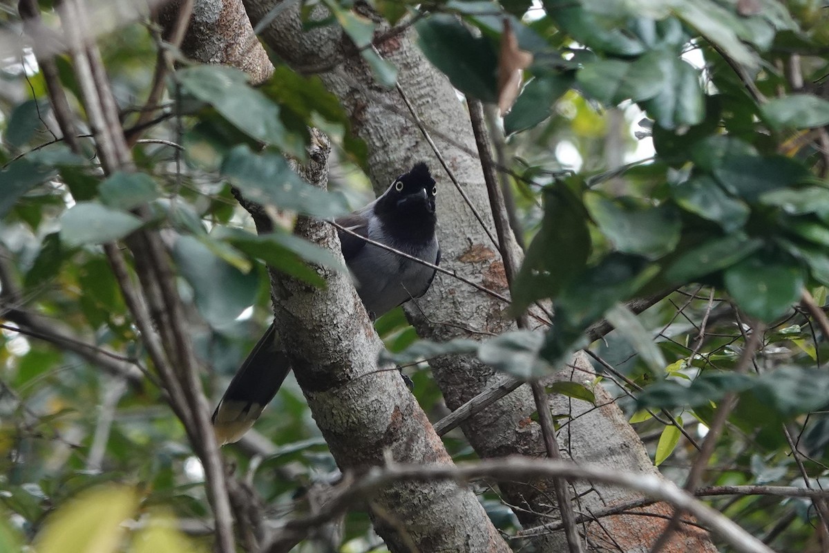 Azure-naped Jay (Campina) - ML639973093