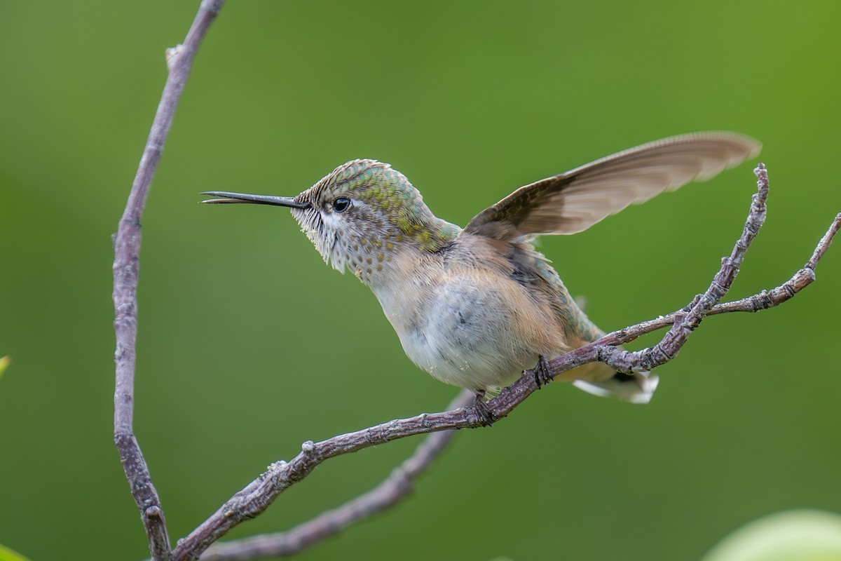 Calliope Hummingbird - ML639973113