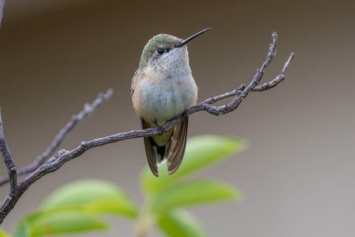 Calliope Hummingbird - ML639973114