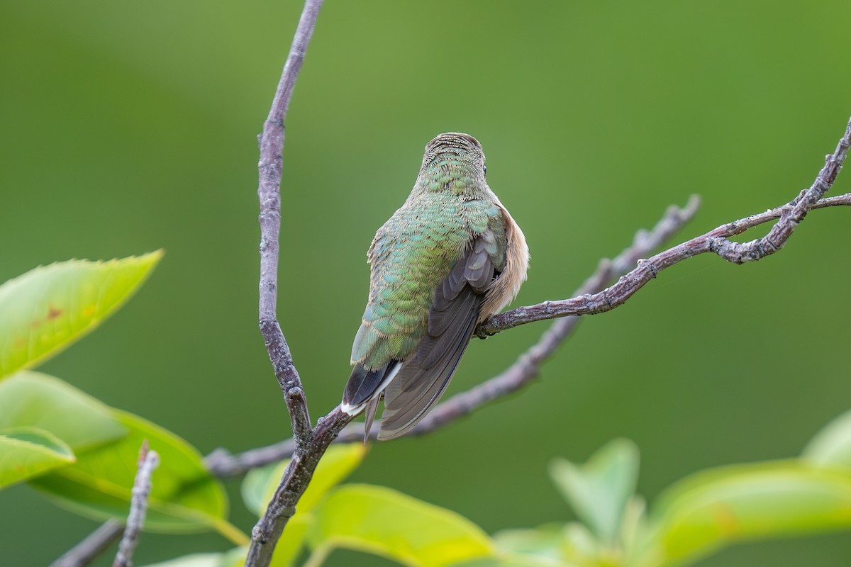 Calliope Hummingbird - ML639973115