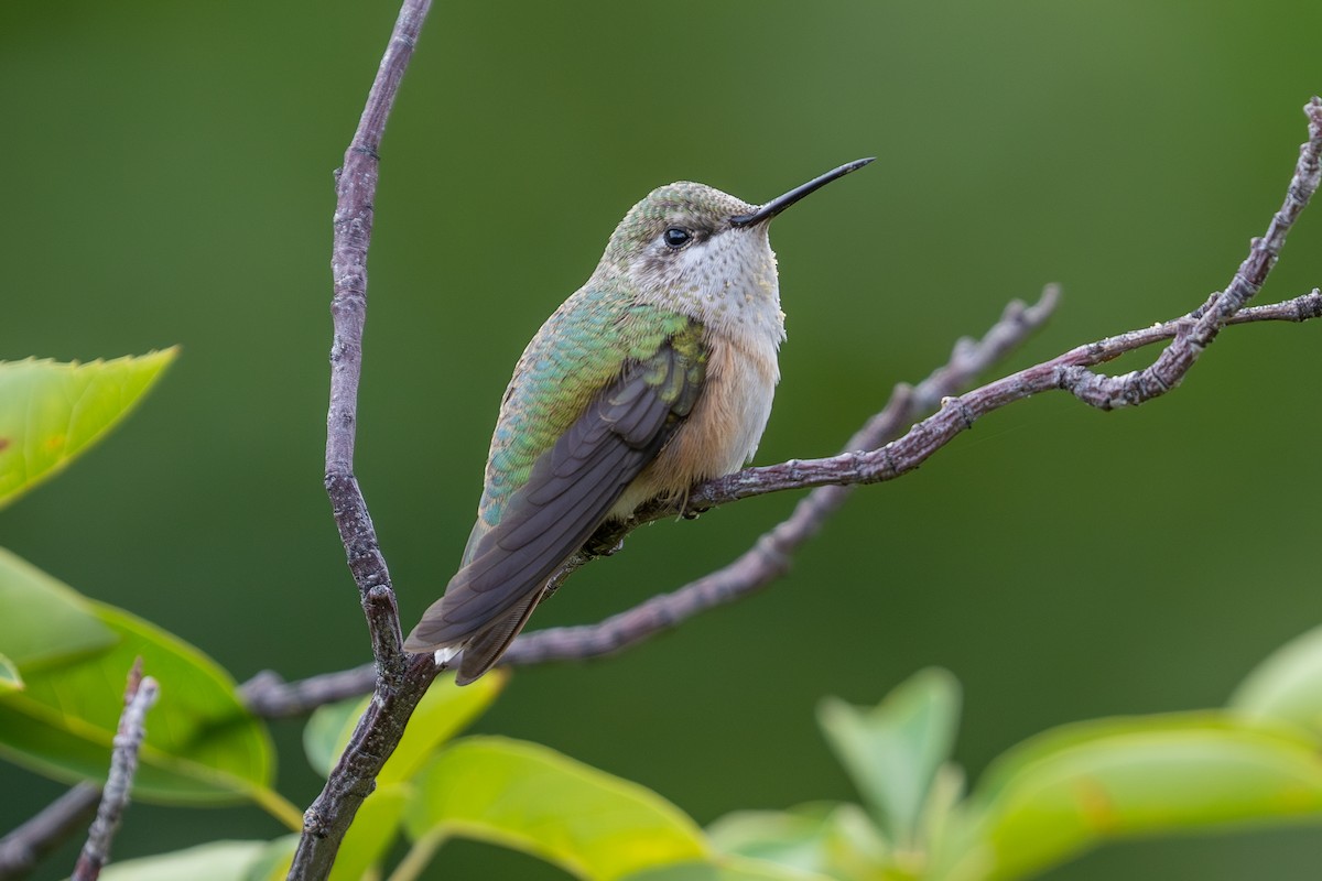 Calliope Hummingbird - ML639973116