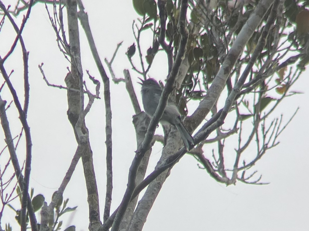 Inambari Gnatcatcher - ML639973122
