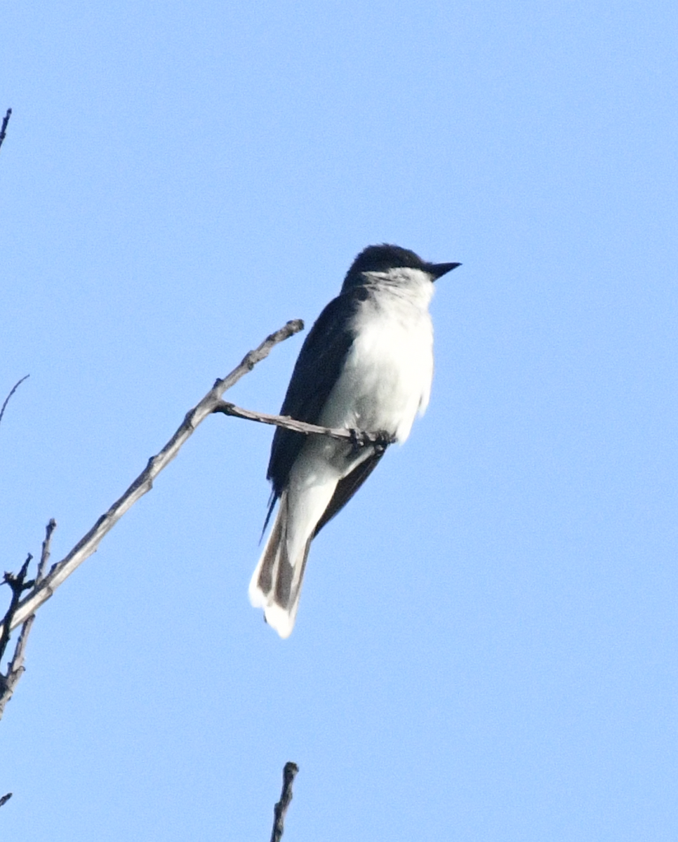 Eastern Kingbird - ML639973134
