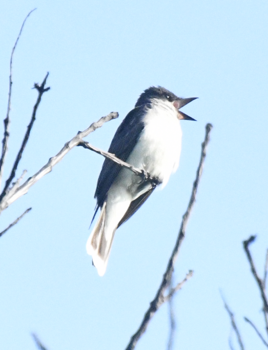Eastern Kingbird - ML639973145