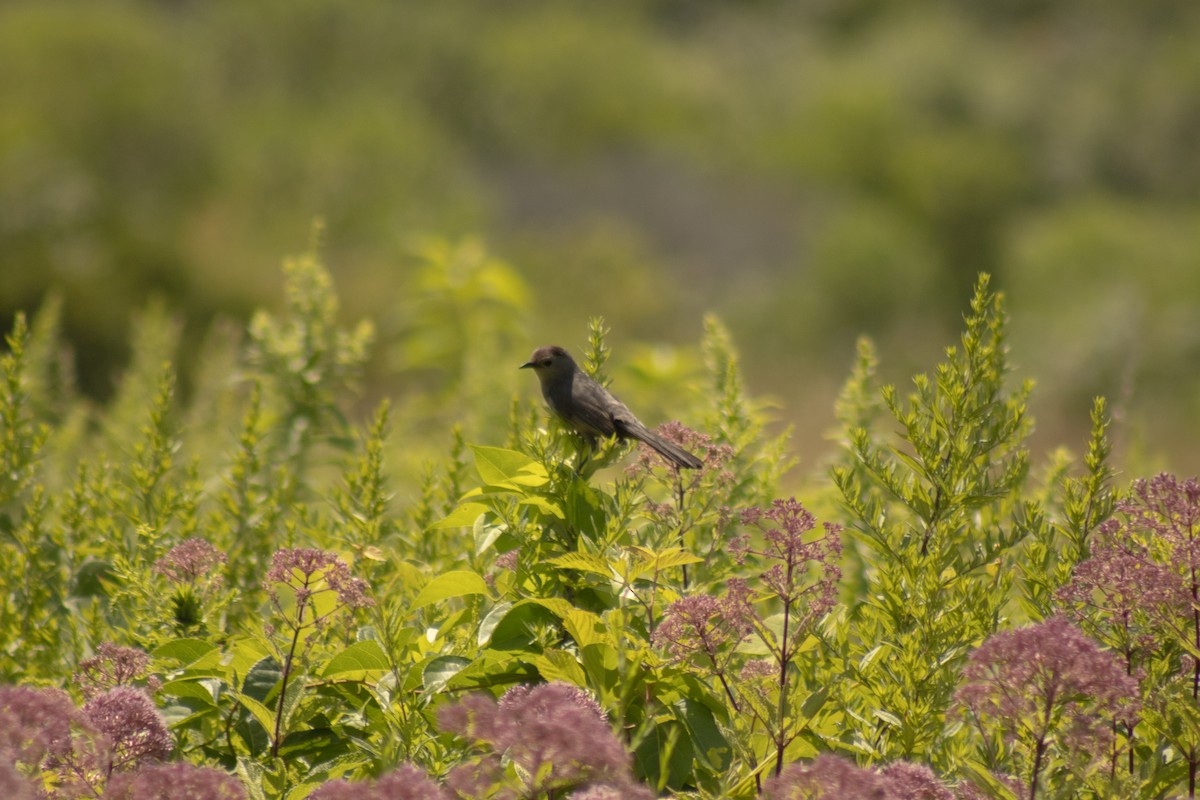 Gray Catbird - ML639973170