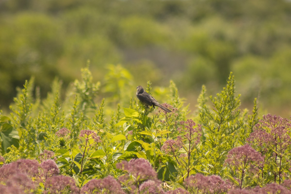 Gray Catbird - ML639973171
