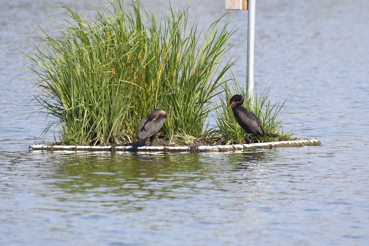 Double-crested Cormorant - ML639973219