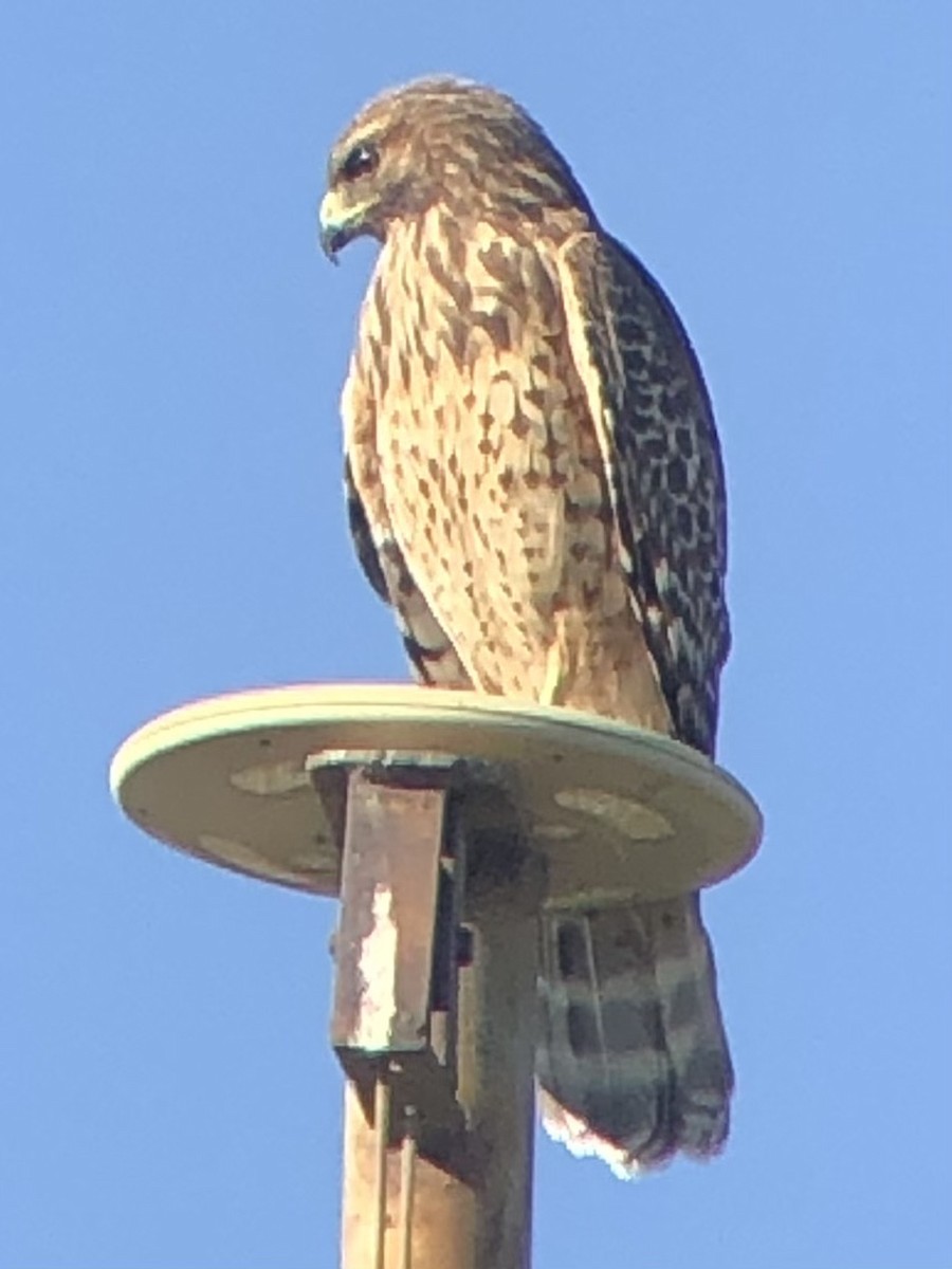Red-shouldered Hawk - ML639973220