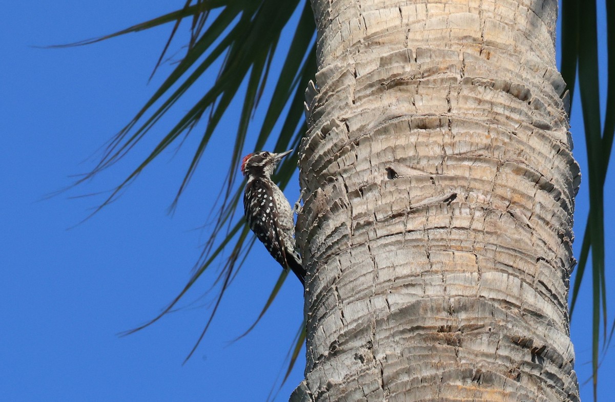 Nuttall's Woodpecker - ML639973222