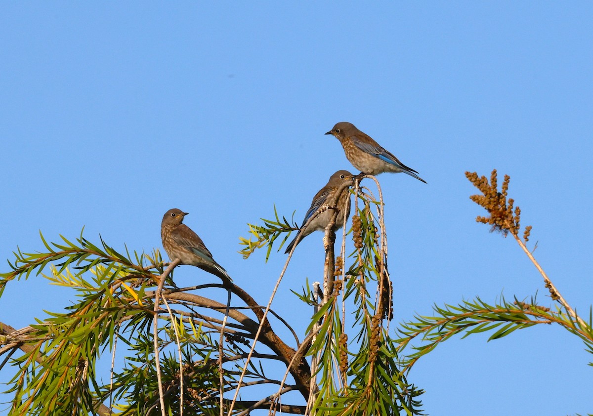 Western Bluebird - ML639973265
