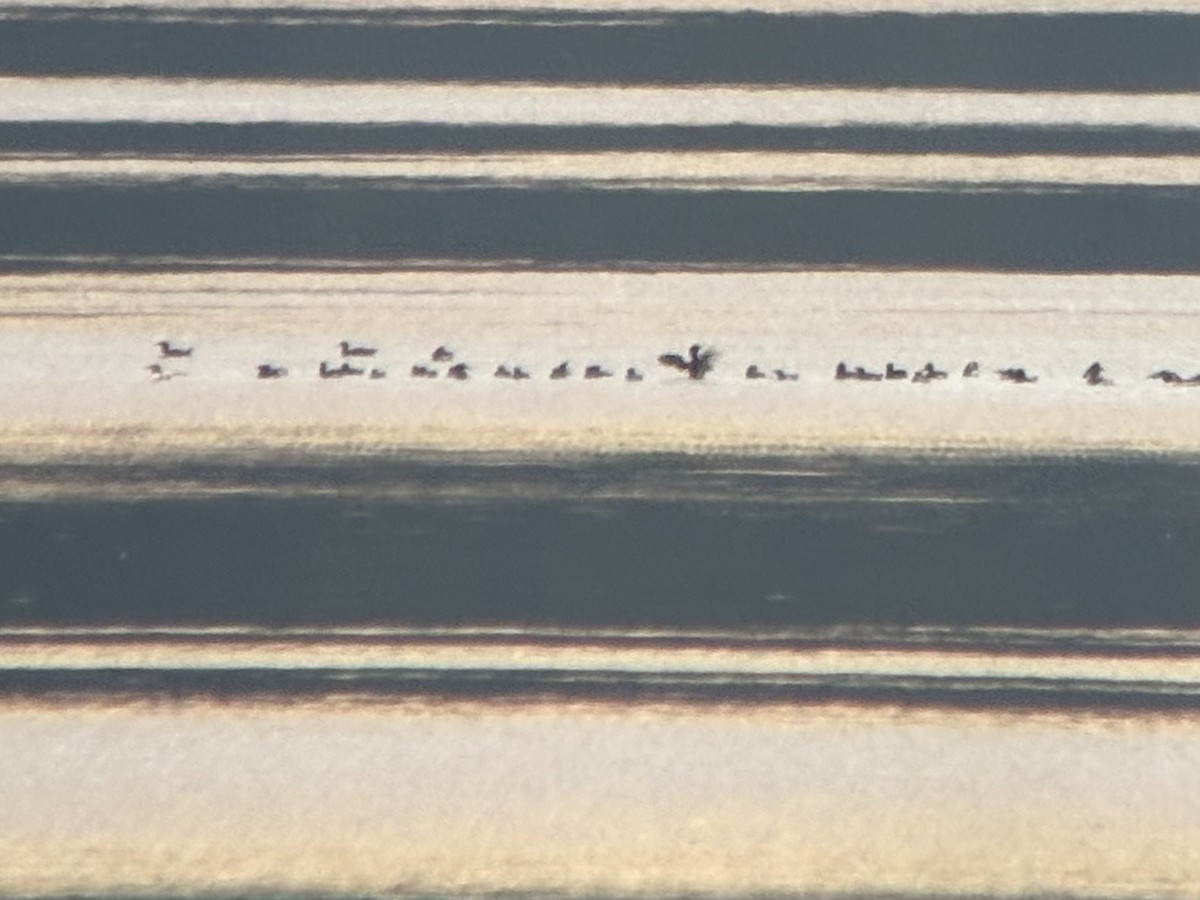 Smergo maggiore - ML639973389