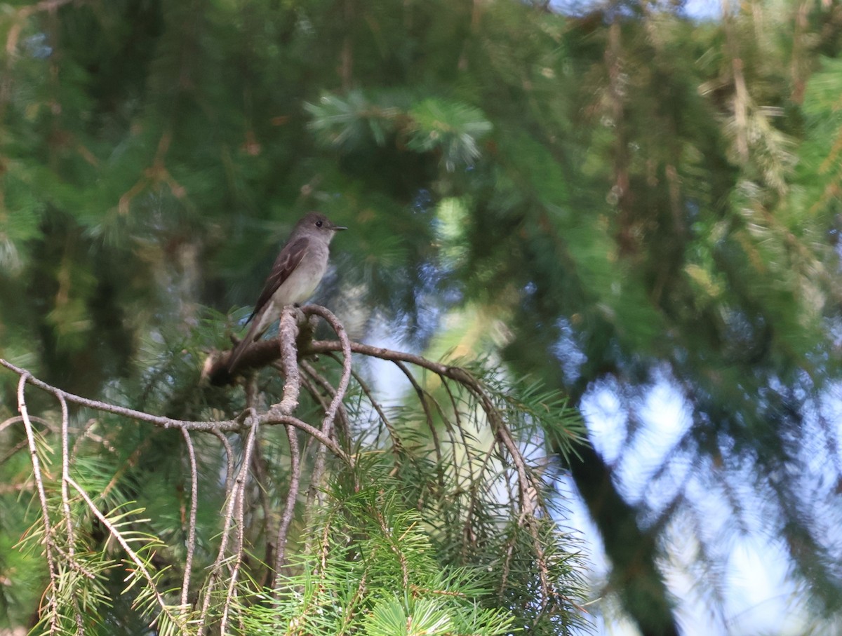 Western Wood-Pewee - ML639973394
