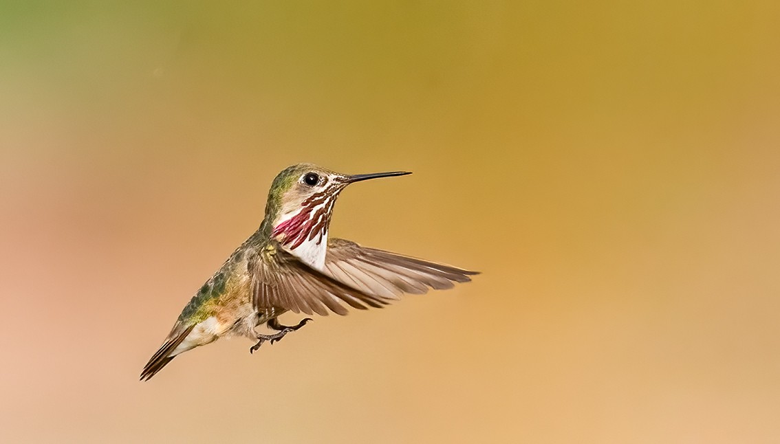 Calliope Hummingbird - ML639973396