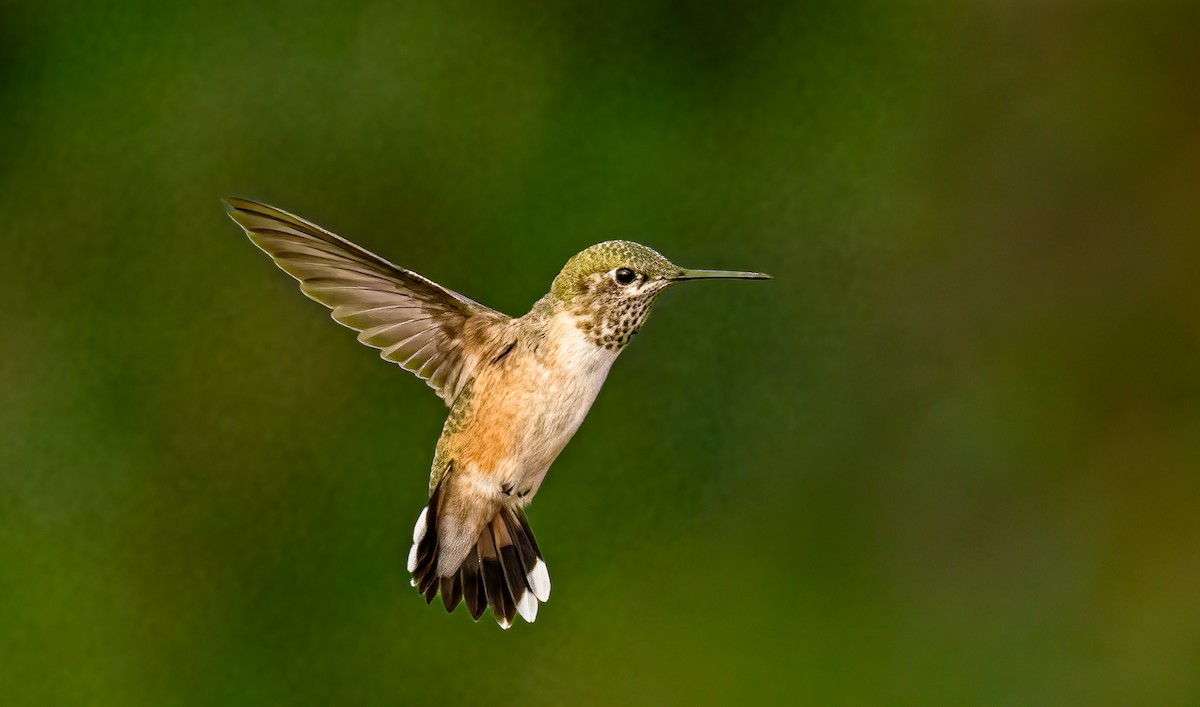 Calliope Hummingbird - ML639973398