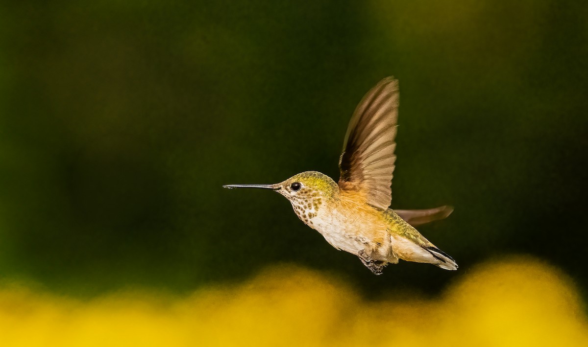 Calliope Hummingbird - ML639973399