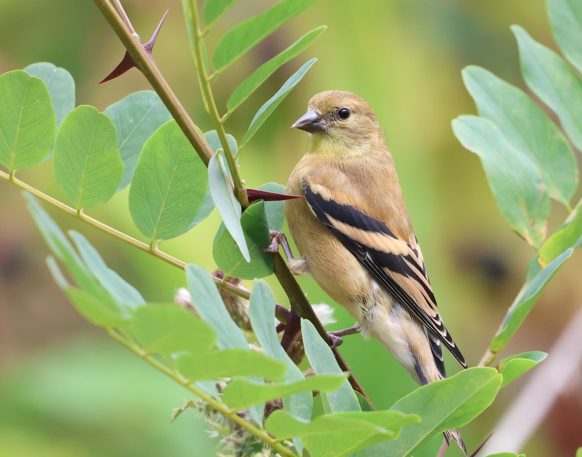 American Goldfinch - ML639973416