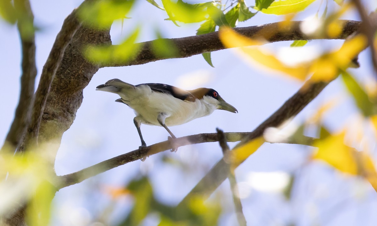 Black-backed Puffback - ML639973432