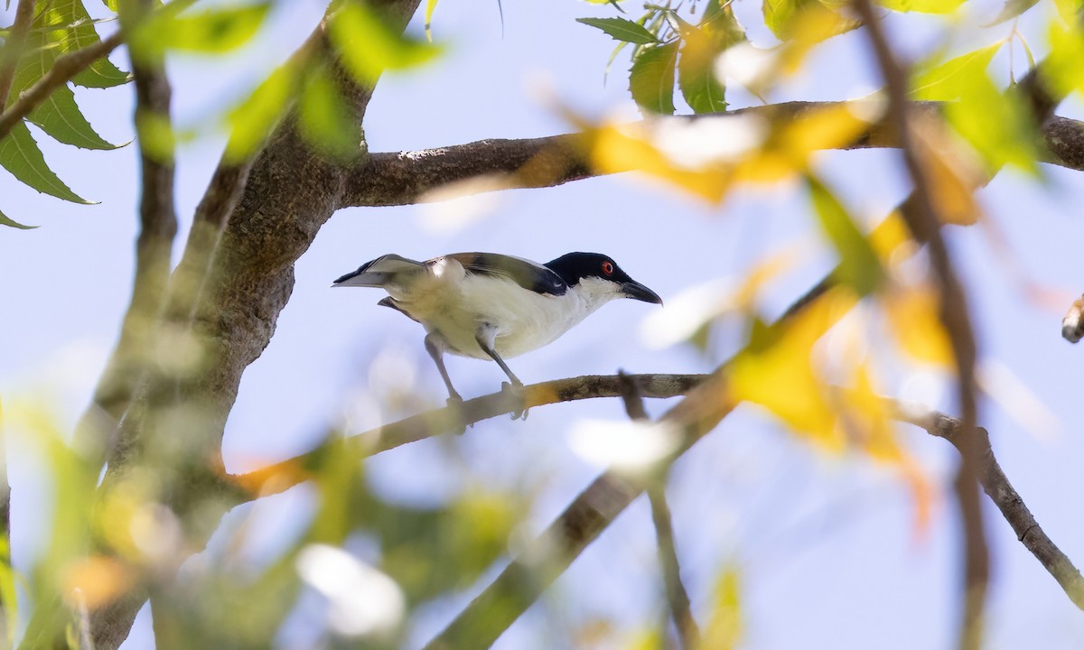 Black-backed Puffback - ML639973433