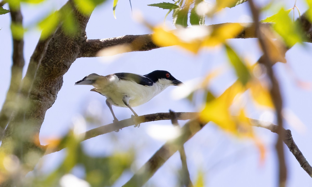 Black-backed Puffback - ML639973434