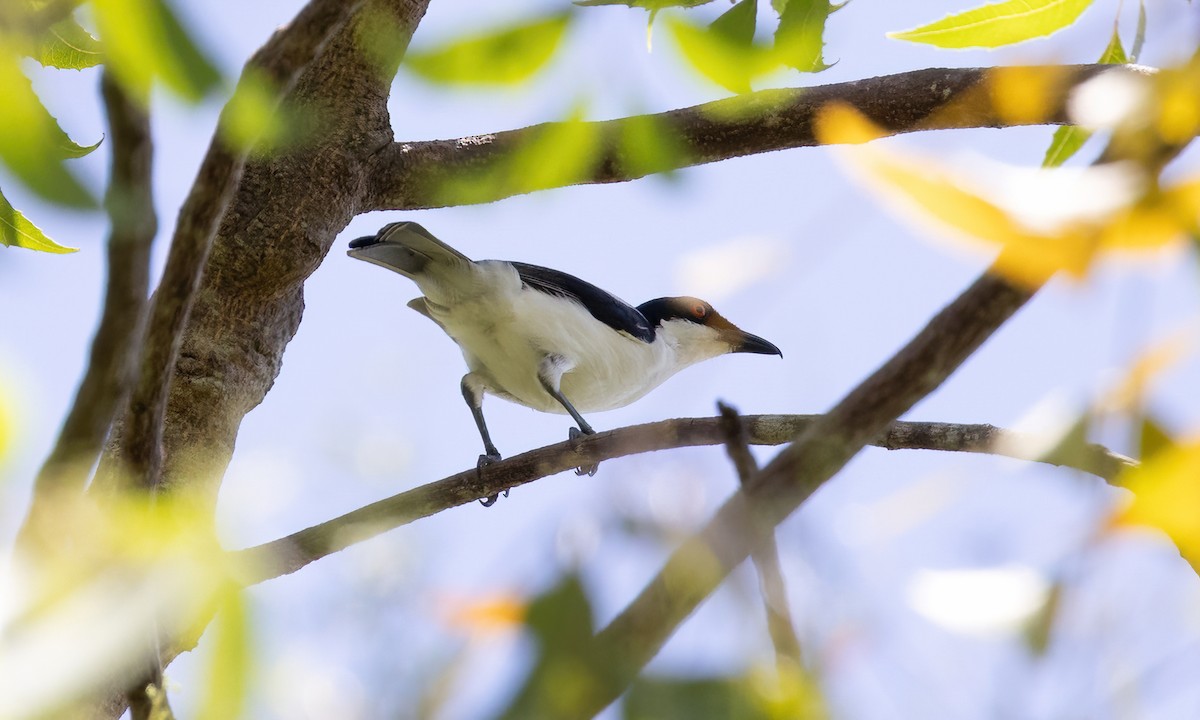 Black-backed Puffback - ML639973435