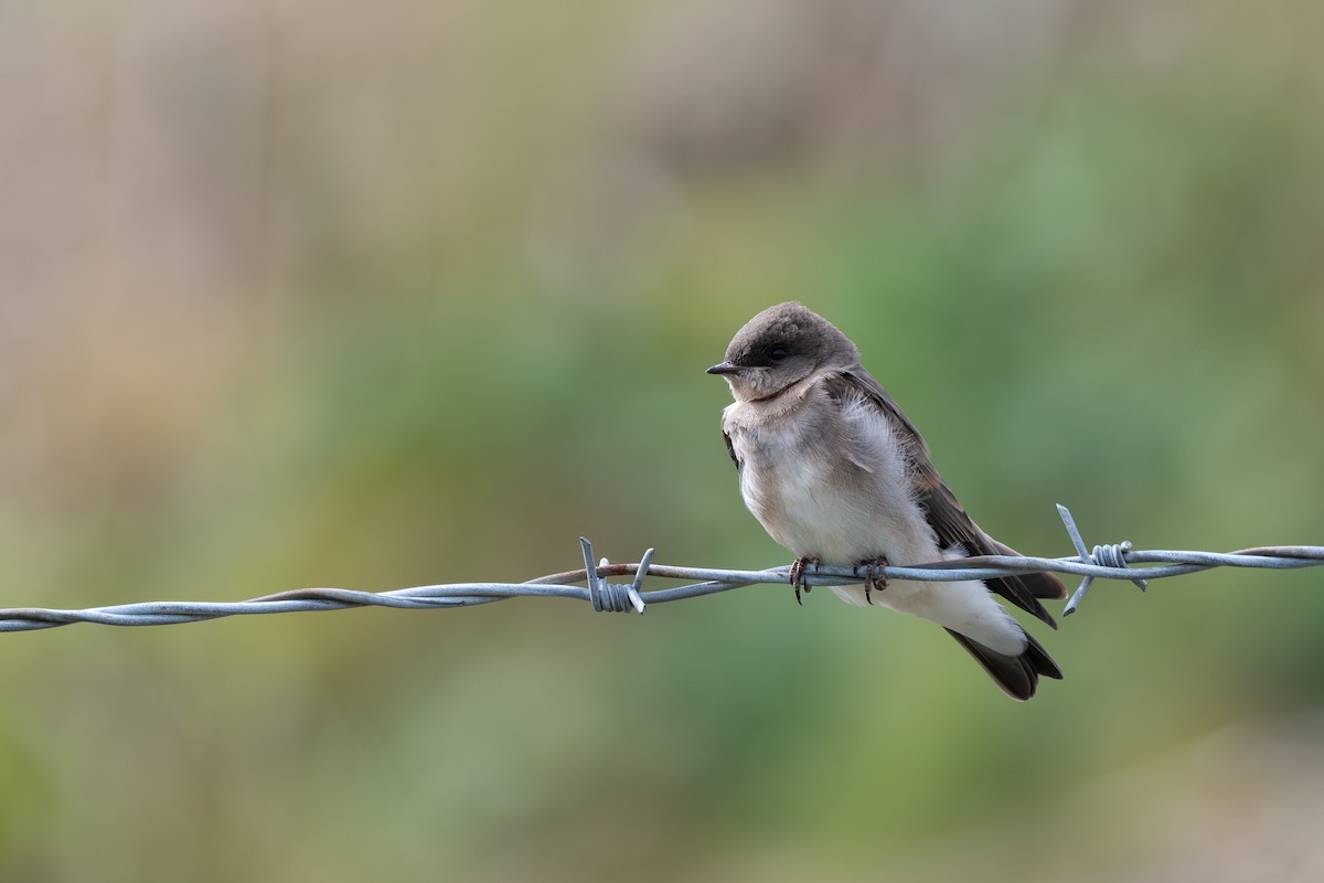 Northern Rough-winged Swallow - ML639973483