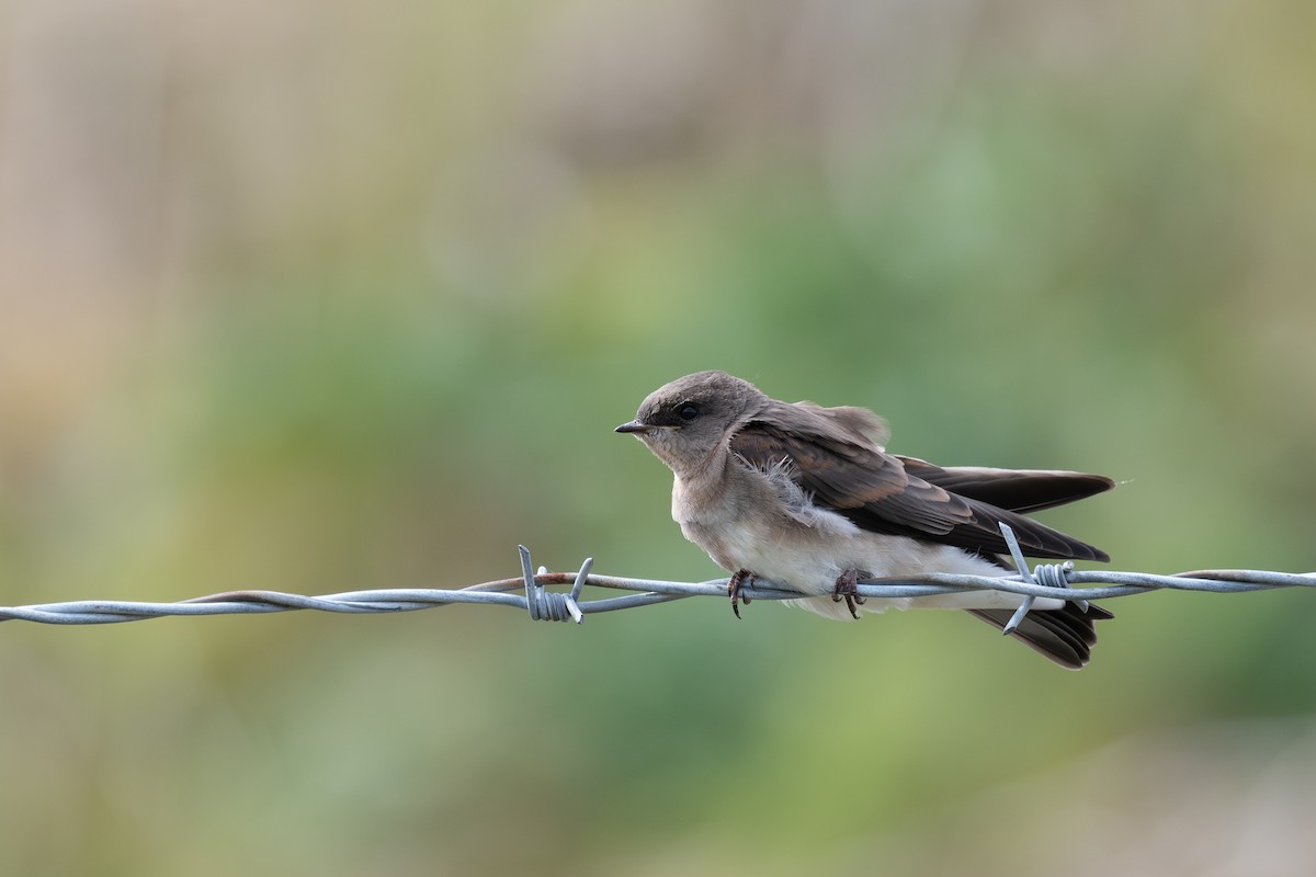 Northern Rough-winged Swallow - ML639973506