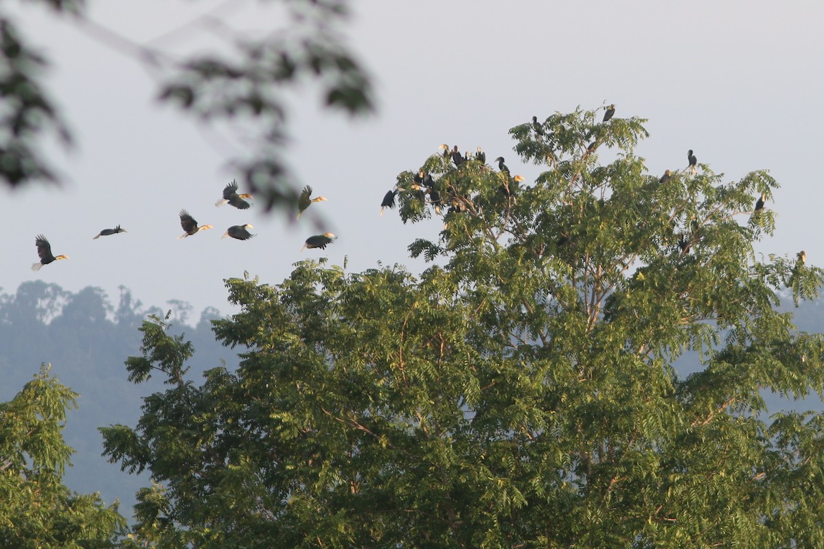 Plain-pouched Hornbill - ML639973512