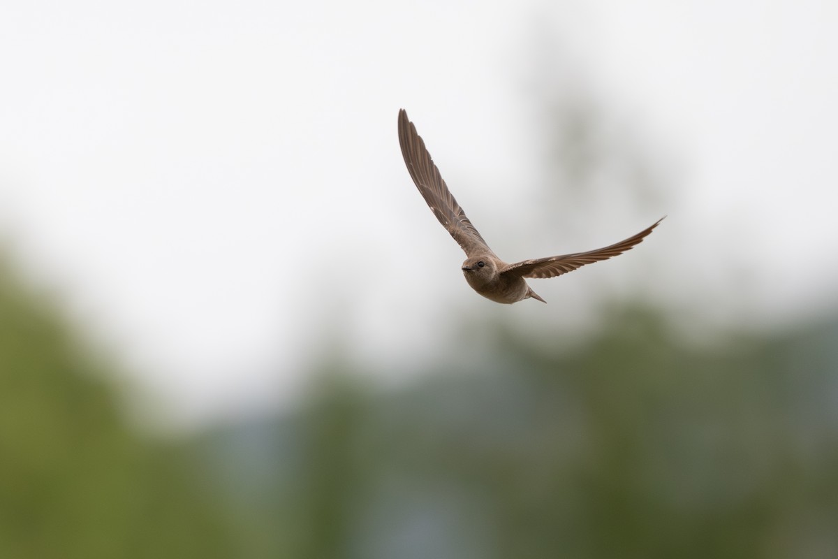Northern Rough-winged Swallow - ML639973517