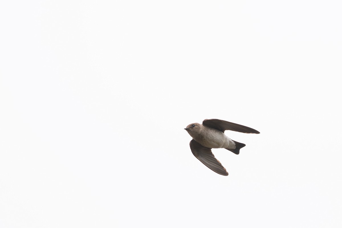 Northern Rough-winged Swallow - ML639973519