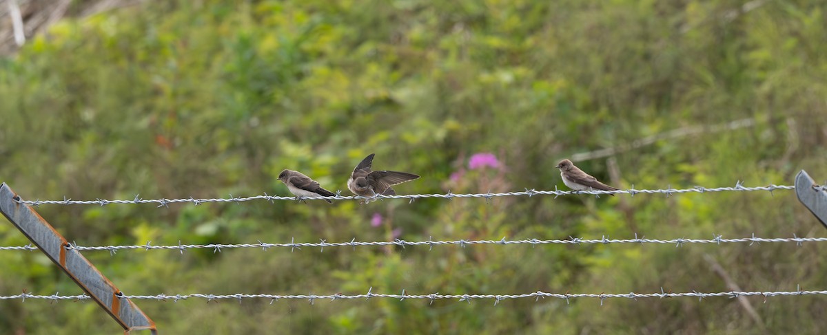 Northern Rough-winged Swallow - ML639973524