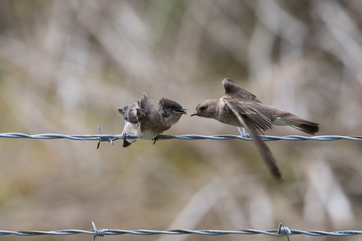 Northern Rough-winged Swallow - ML639973527
