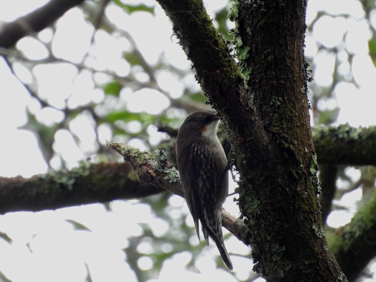 White-throated Treecreeper - ML639973639