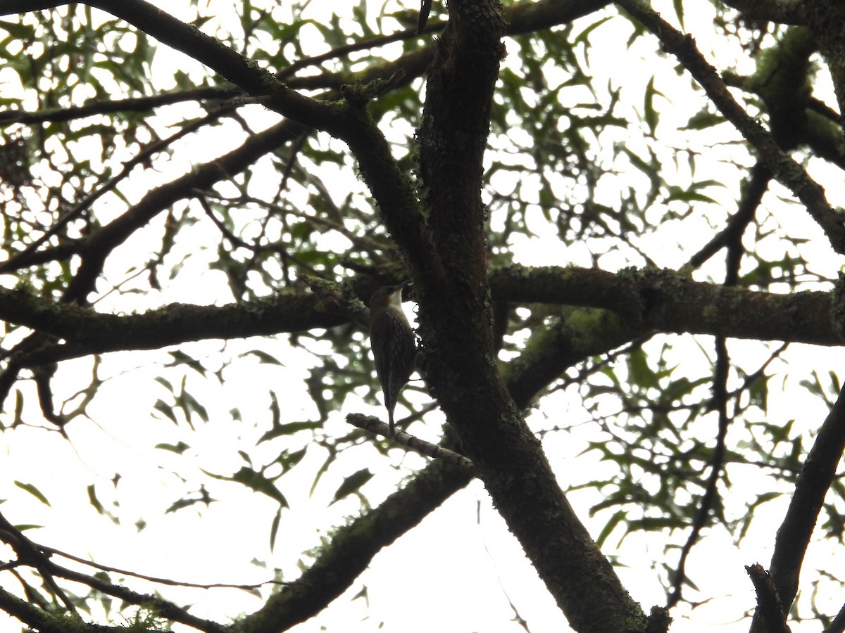 White-throated Treecreeper - ML639973640