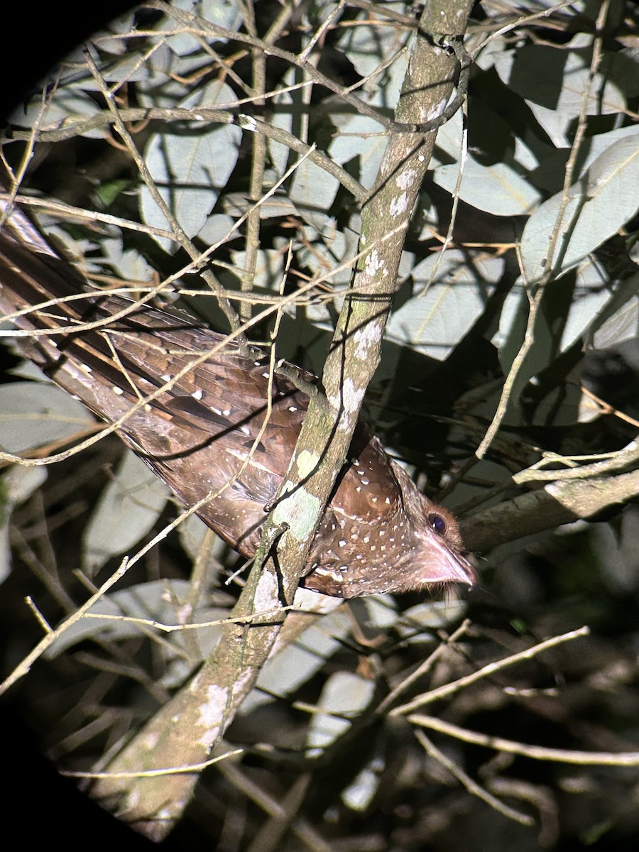 Oilbird - ML639973830