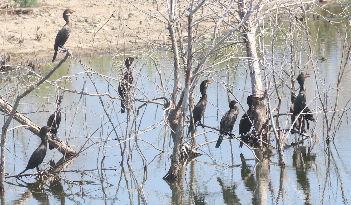 Neotropic Cormorant - ML639973845