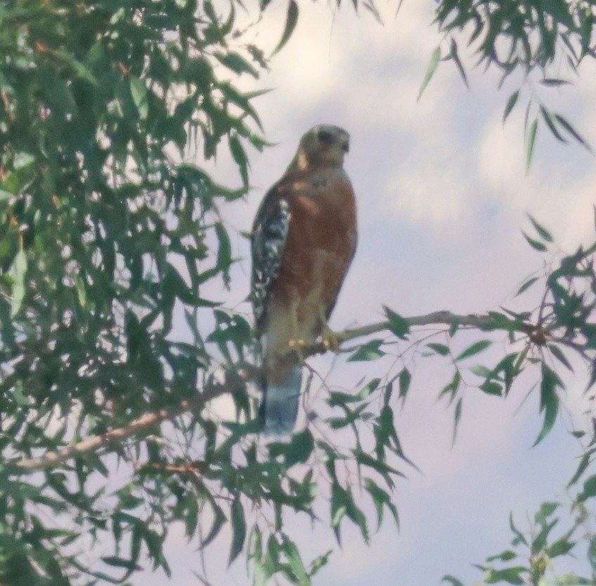 Red-shouldered Hawk - ML639973858