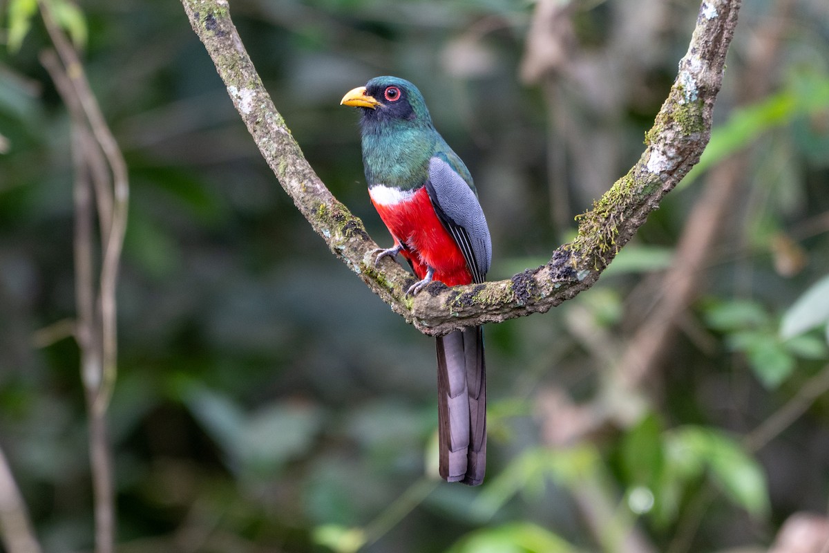 Schwarzschwanztrogon - ML639973868