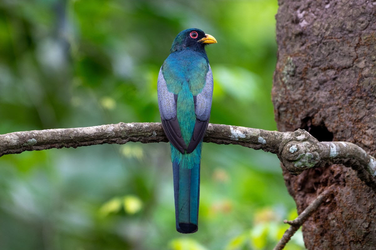 Schwarzschwanztrogon - ML639973884