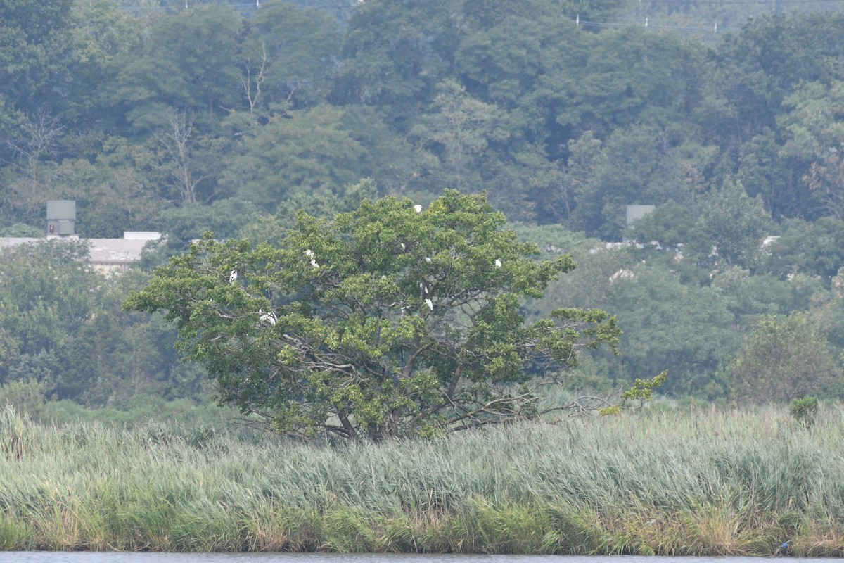 white egret sp. - ML639973918