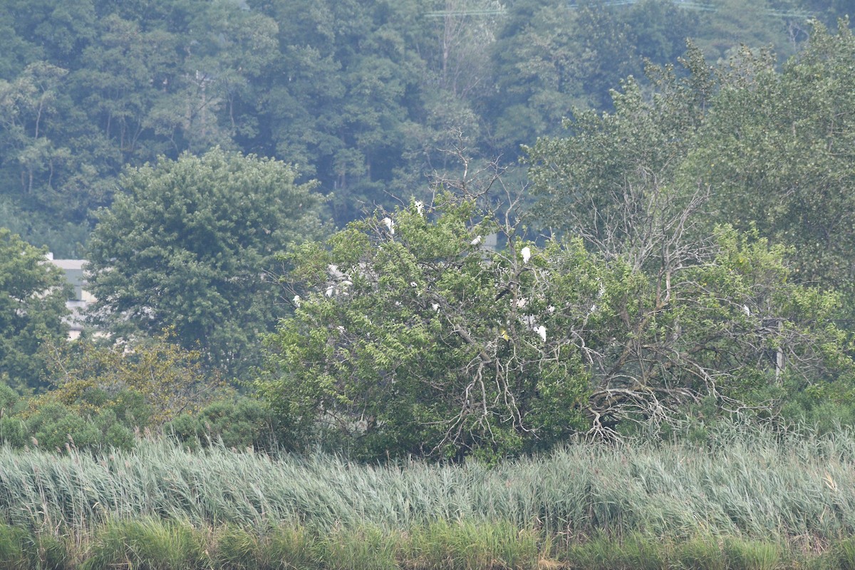 white egret sp. - ML639973920