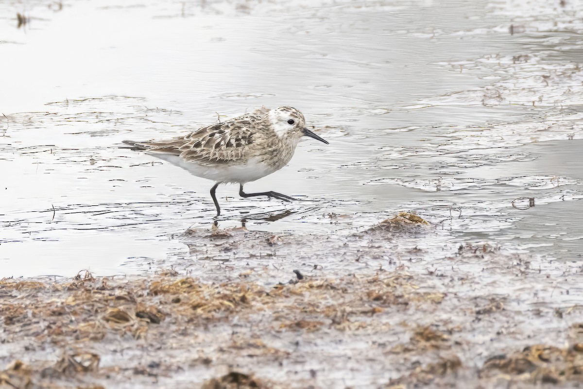 Baird's Sandpiper - ML639973923