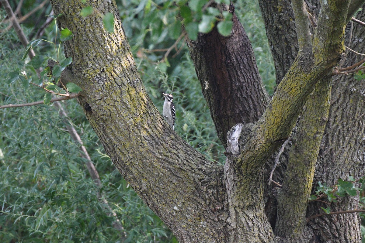 Downy Woodpecker - ML639973925