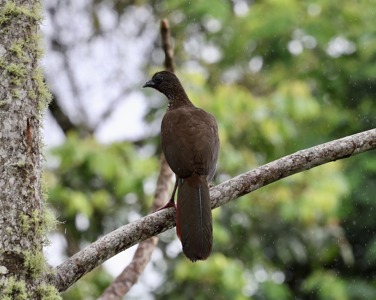 Speckled Chachalaca (Speckled) - ML639973959