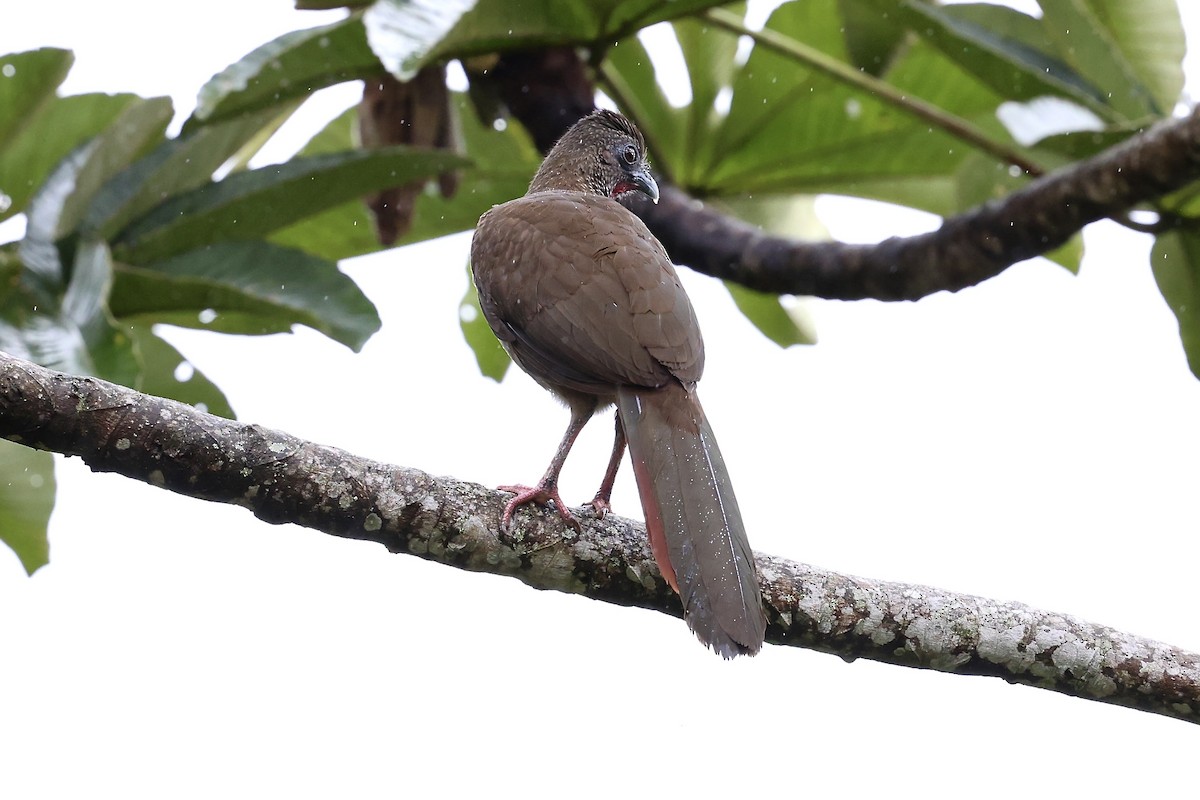 Speckled Chachalaca (Speckled) - ML639973960