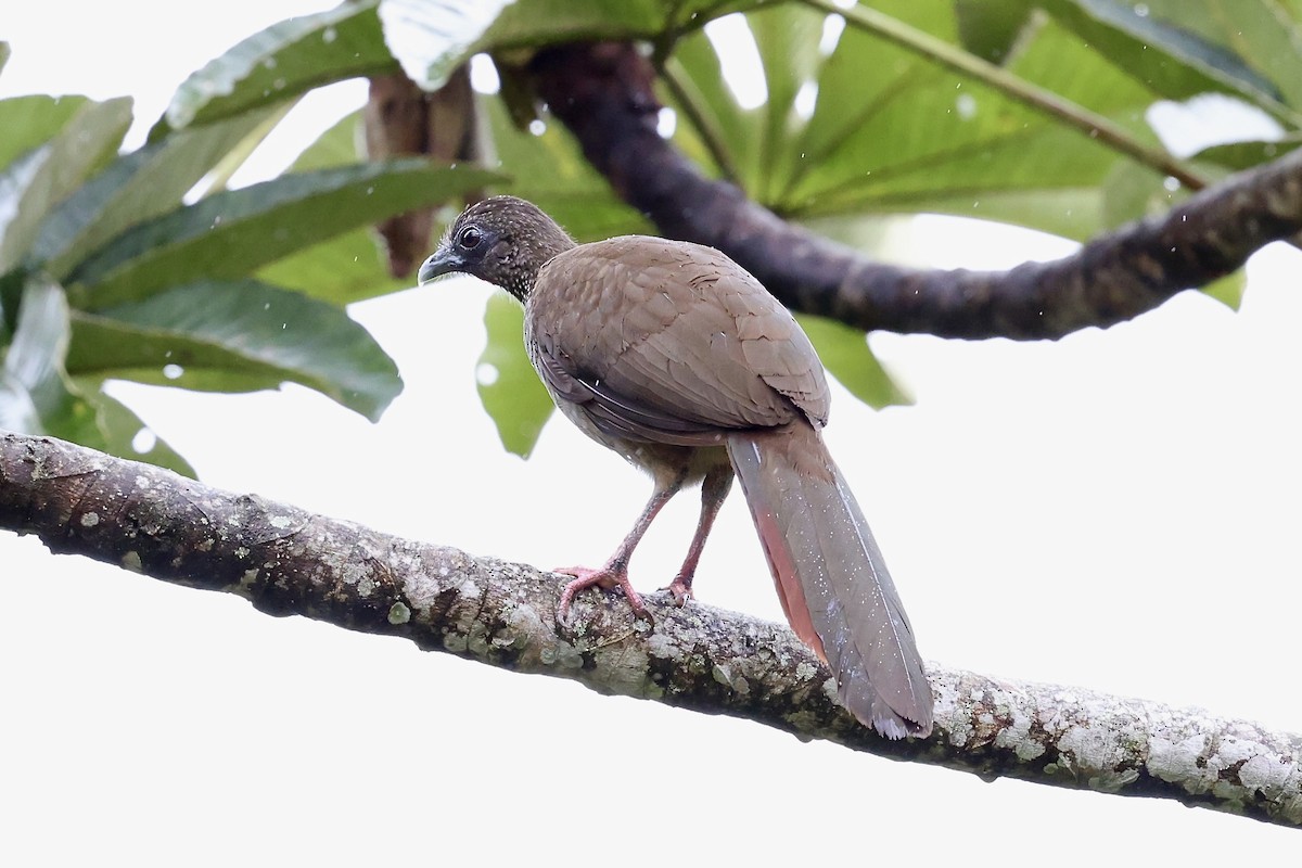 Speckled Chachalaca (Speckled) - ML639973961