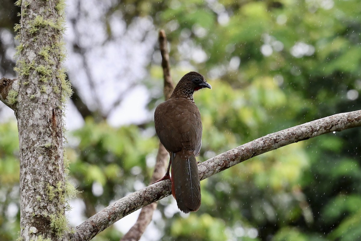 Speckled Chachalaca (Speckled) - ML639973962