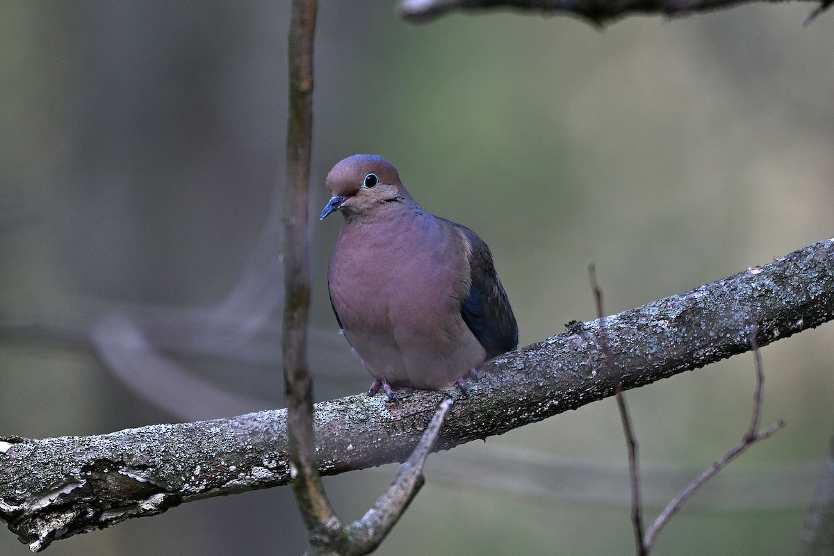 Carolinataube - ML639973972