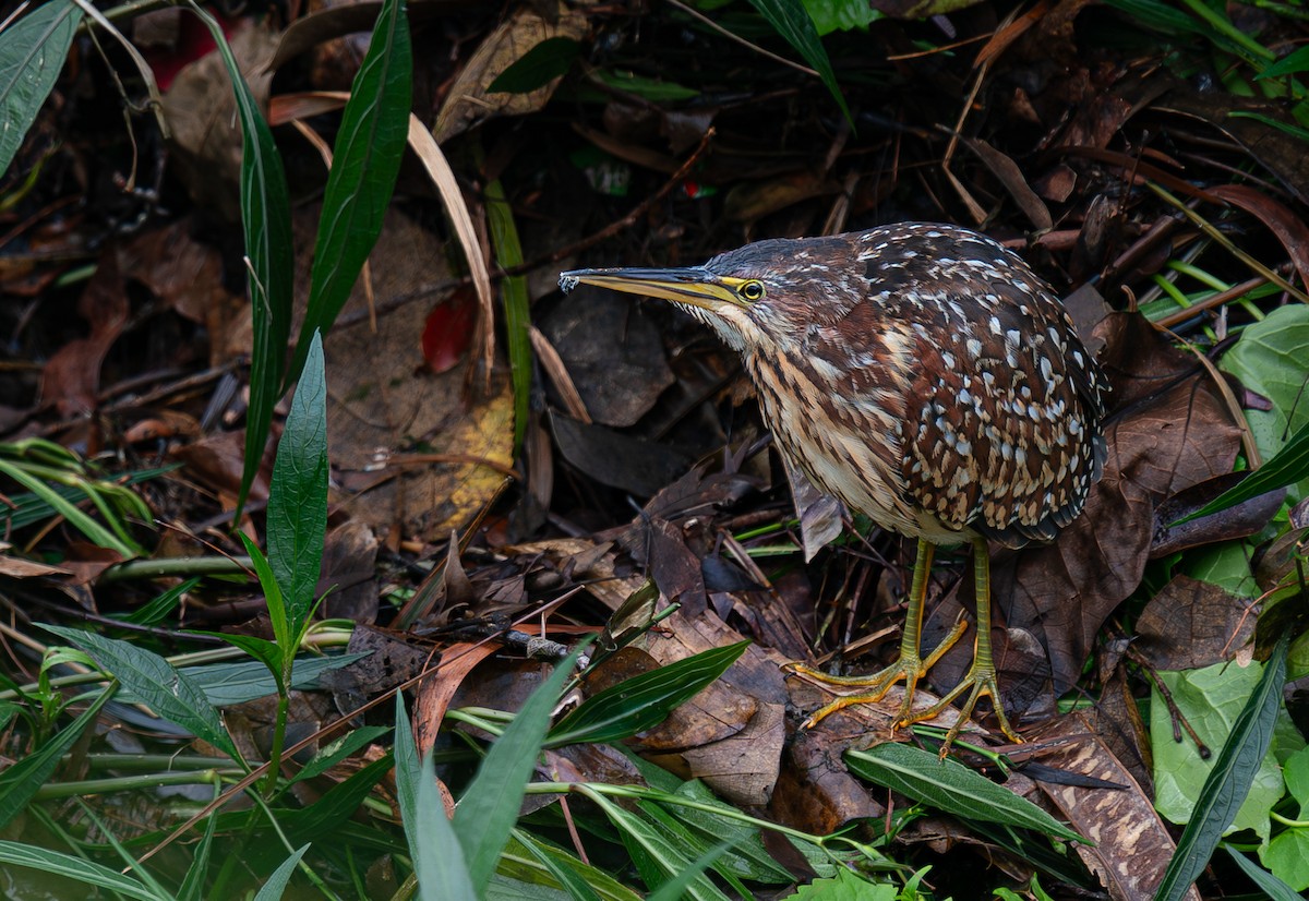 Schrenck's Bittern - ML639973979